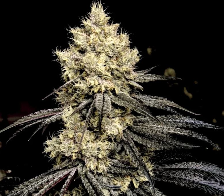 Ethos Genetics – Pillows R1 x10 Fem