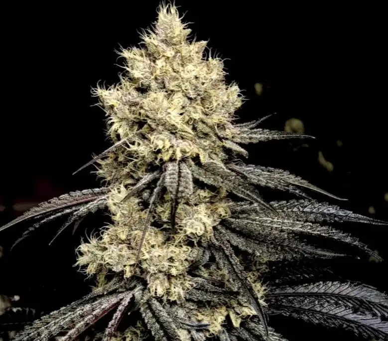 Ethos Genetics - Pillows R1 x10 Fem