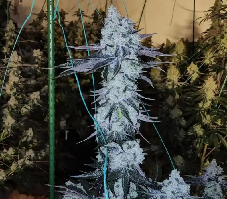 Ethos Genetics - All the Sauces x5 Fem