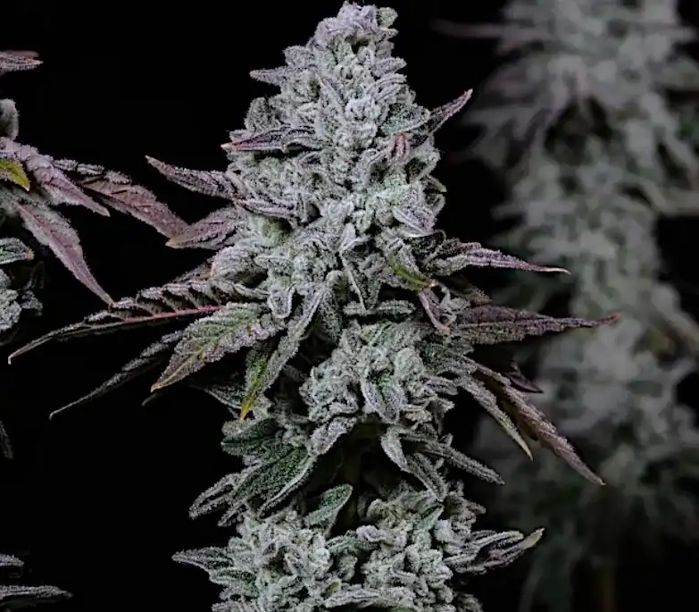 Ethos Genetics – Banana Daddy IBL Auto x5 Fem