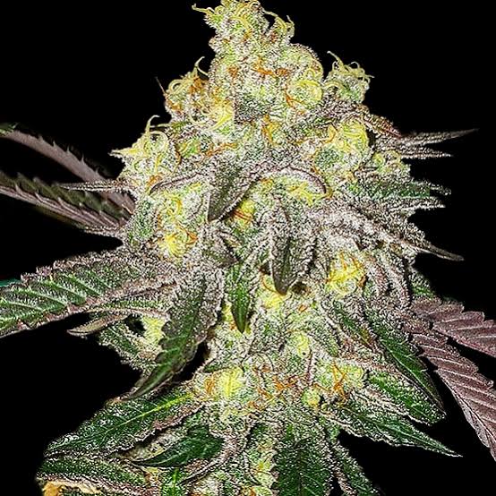 Ethos Genetics – Candy Store Rbx x5 Fem