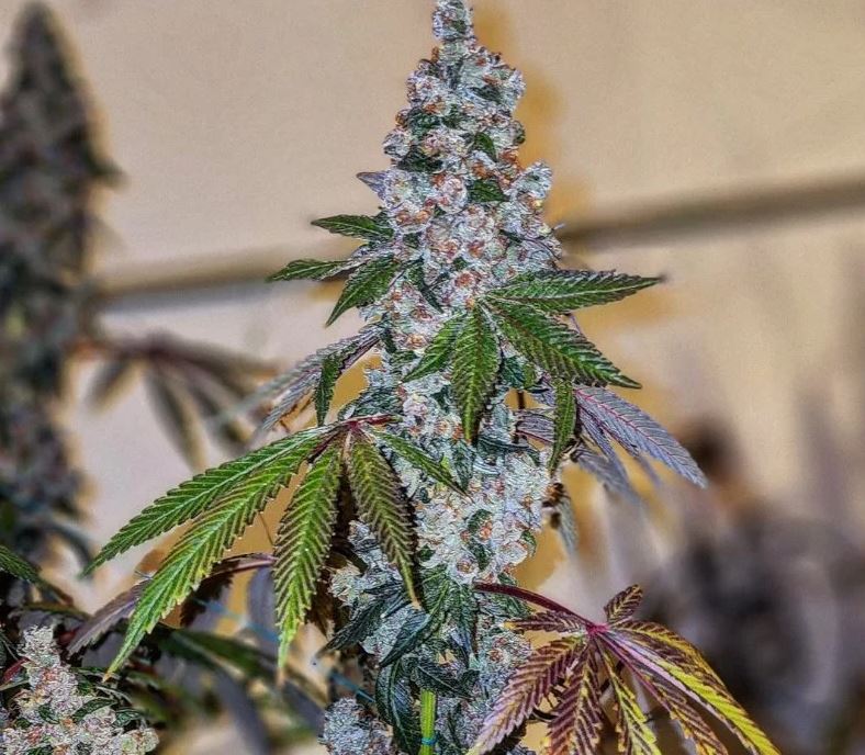 Ethos Genetics – Cherry Pie Og S1 x5 Fem