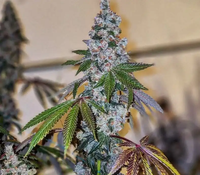 Ethos Genetics - Cherry Pie Og S1 x5 Fem