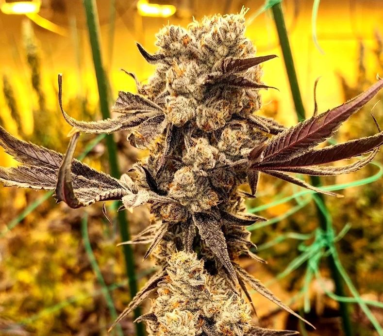 Ethos Genetics – Dip n’ Stax Rbx1 x5 Fem