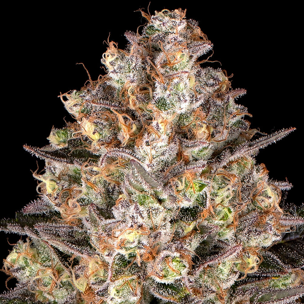 Barneys Farm – Hindu Kush x5 Fem