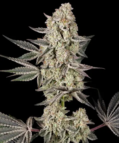 Barneys Farm – Jelly Cake x5 Fem