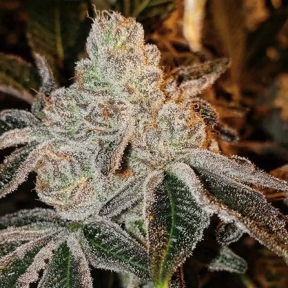 Ethos Genetics - Johnny Dang R1 x5 Fem