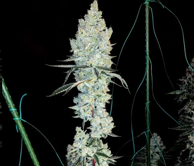 Ethos Genetics – Lemon Cherry Pie R1 x5 Fem