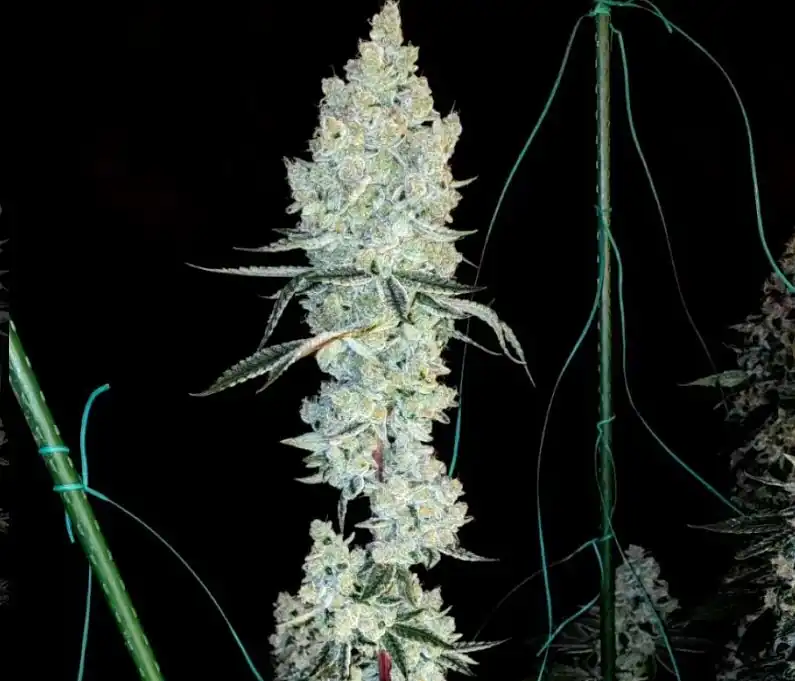 Ethos Genetics - Lemon Cherry Pie R1 x5 Fem