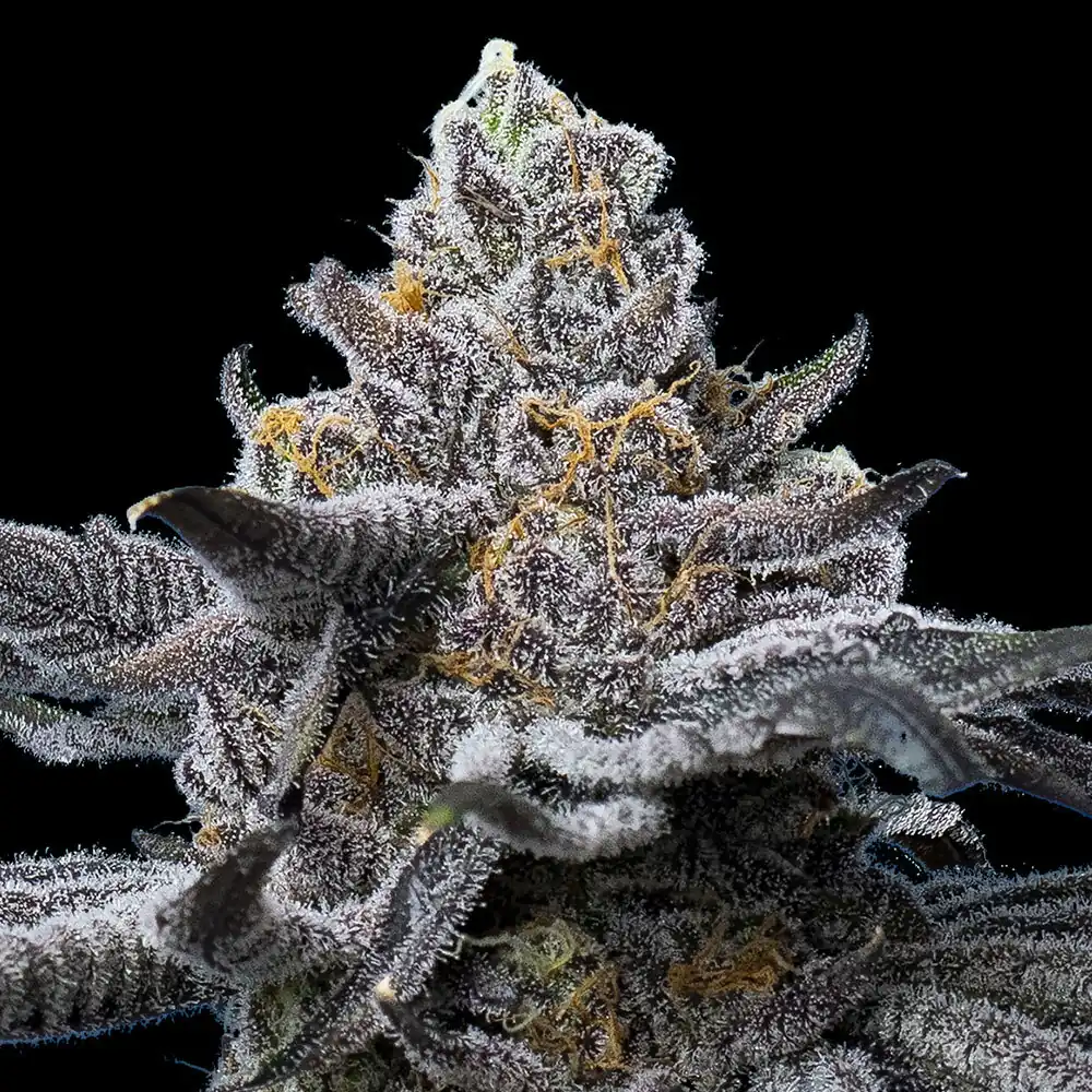 Barneys Farm – LFG x5 Fem