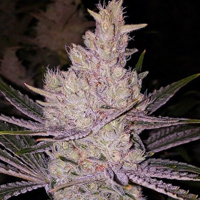 Ethos Genetics – O.K.C x5 Fem