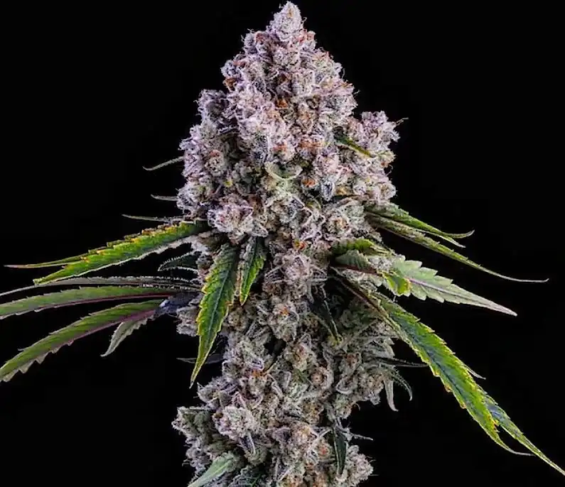 Ethos Genetics - Pepe Silvia R1 x5 Fem