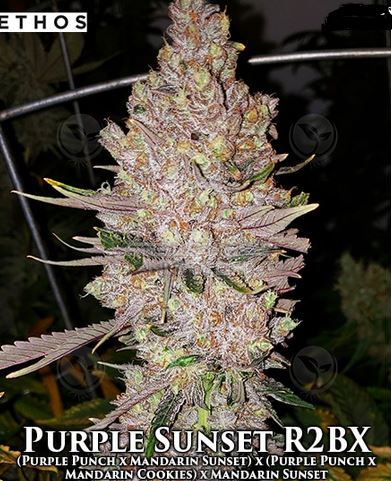 Ethos Genetics – Purple Sunset Rbx2 x5 Fem