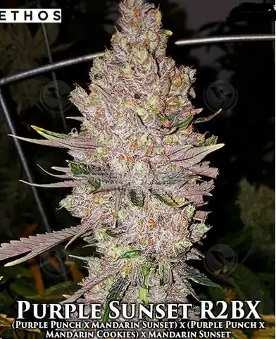 Ethos Genetics - Purple Sunset Rbx2 x5 Fem