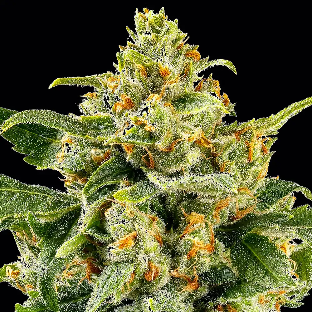Barneys Farm – Skunk # 1 x5 Fem