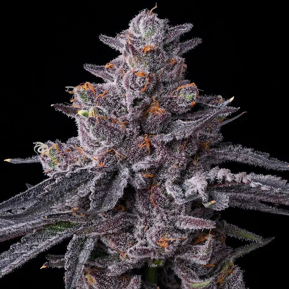 Barneys Farm – Zilllions x5 Fem