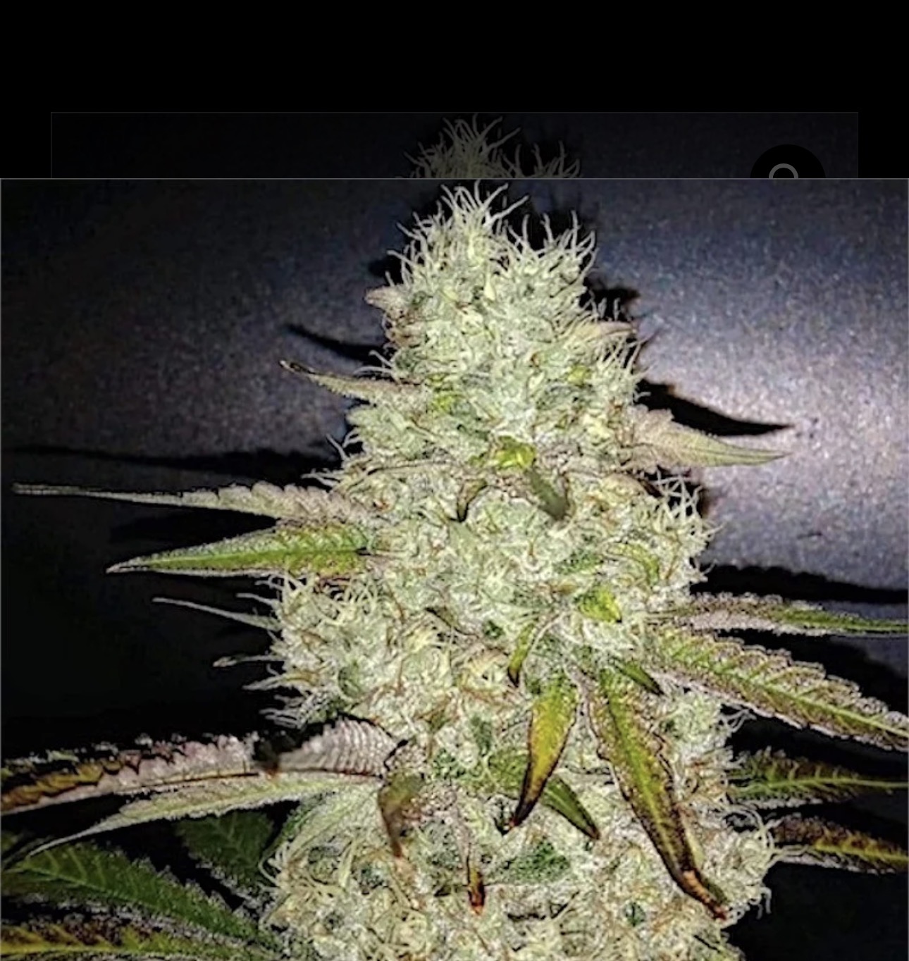 Ethos Genetics – Toasted x10 Fem