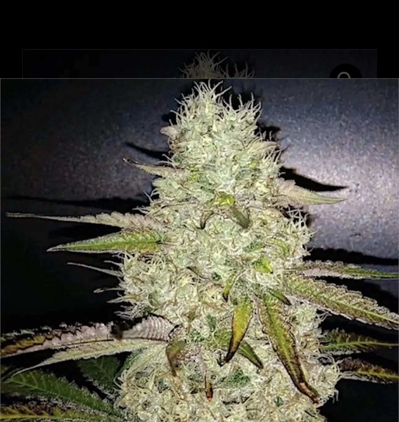 Ethos Genetics - Toasted x10 Fem