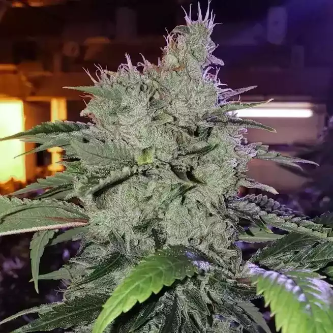 Ethos Genetics - Chem Funk R1 x5 Fem