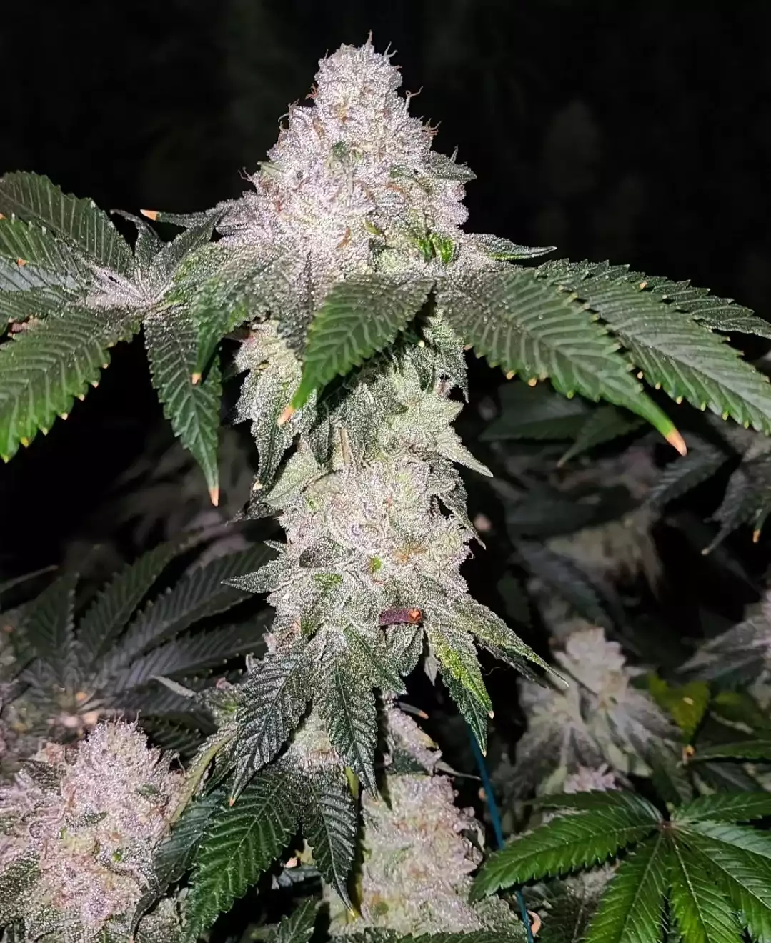 Ethos Genetics - Wrank s1 x5 Fem