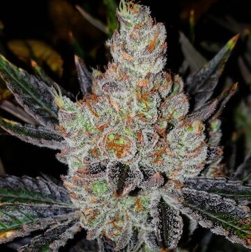 Ethos Genetics – 10th Planet R1 x5 Fem