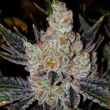 Ethos Genetics - 10th Planet R1 x5 Fem