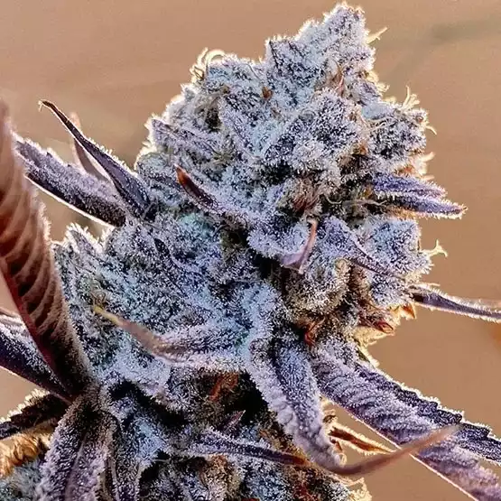 Ethos Genetics - Lilac Diesel Rbx2 x5 Fem