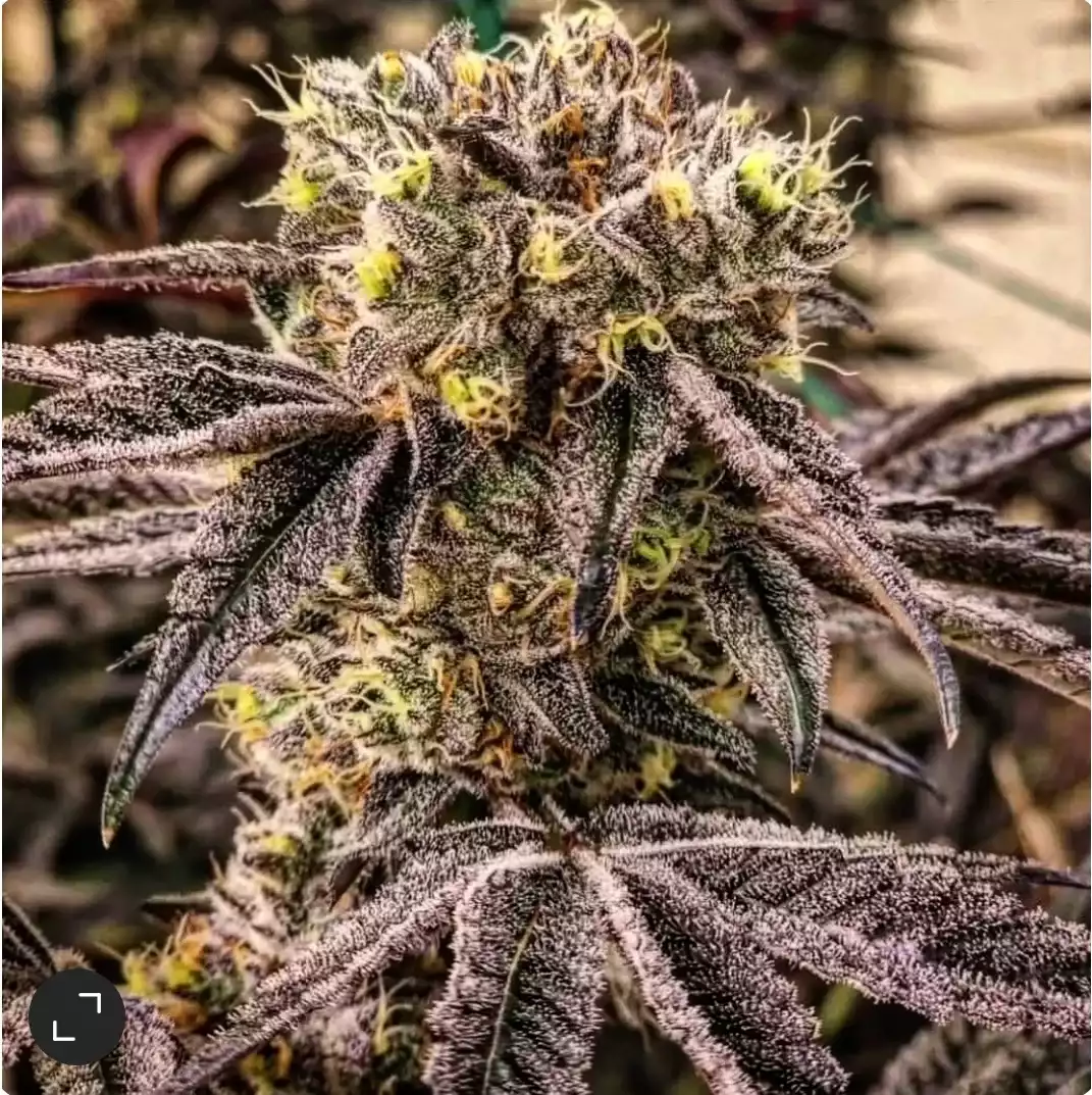 Ethos Genetics - M.C Nuggets R1 x5 Fem