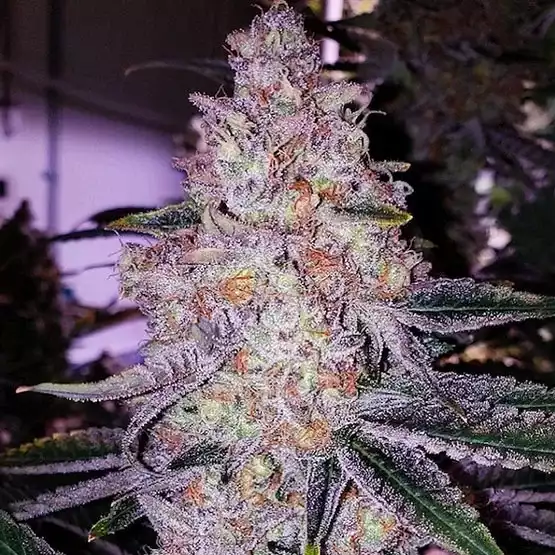 Ethos Genetics - Planet of Grapes x5 Fem