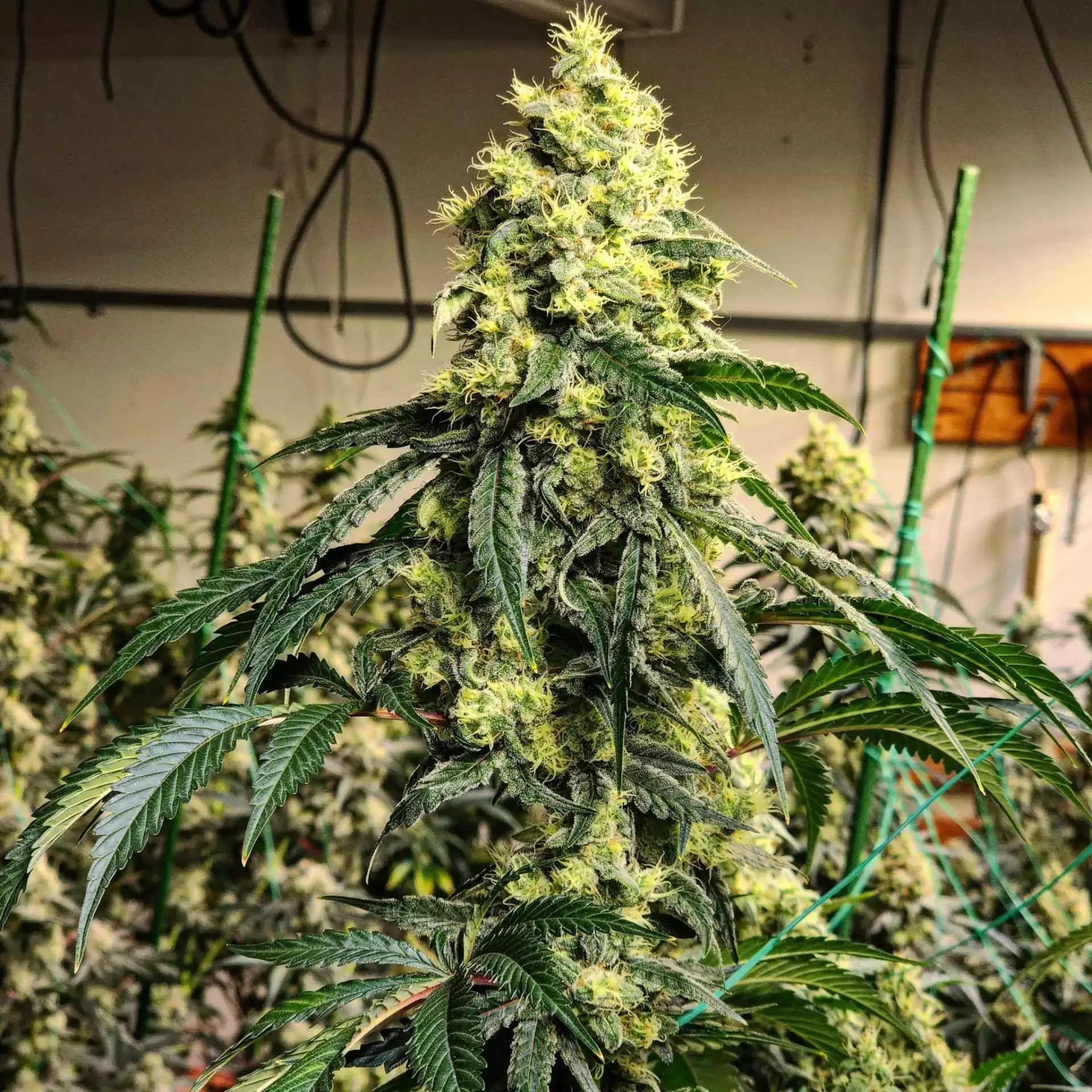 Ethos Genetics - Sour G R1 x10 Fem