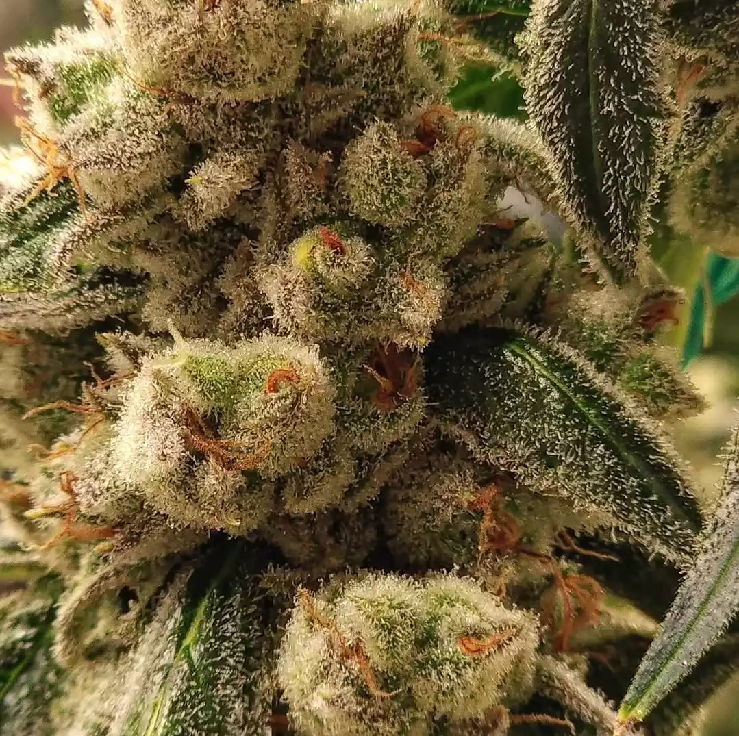 Ethos Genetics - Pluto Cookies IBL x6 Auto