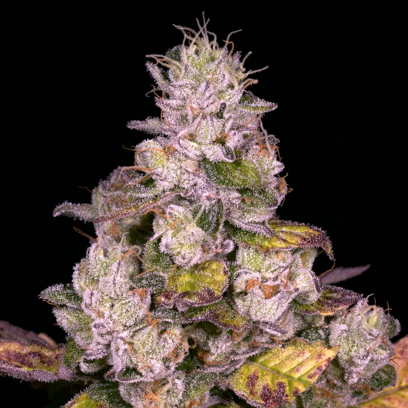 Archive Seed Bank - Planet Diesel x12 Reg