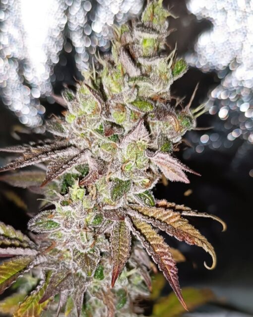 Pure Instinto – Super Skunk x3 Fem + Freebie