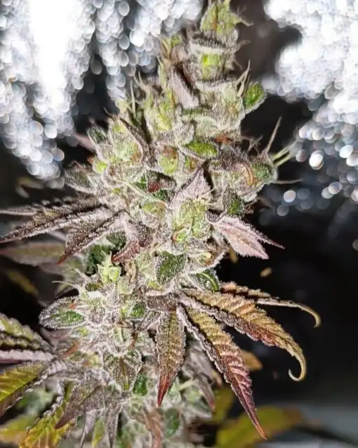 Pure Instinto – Super Skunk x3 Fem + Freebie