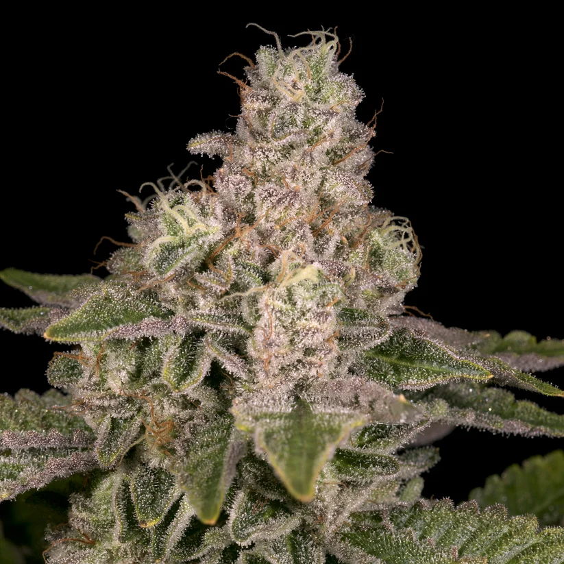 Archive Seed Bank - Yoshi x12 Reg