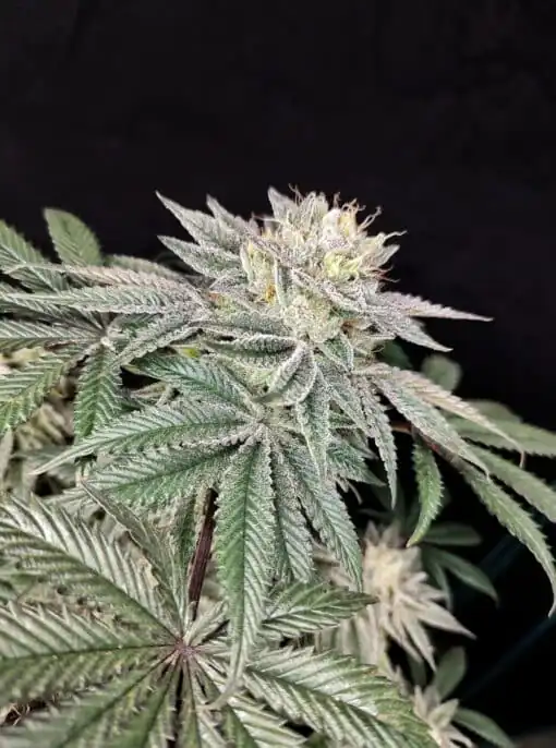 Pure Instinto – Golden Truffle x3 Fem + Freebie