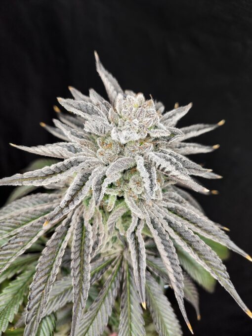 Pure Instinto – Yuzu Grape Kush x3 Fem + Freebie
