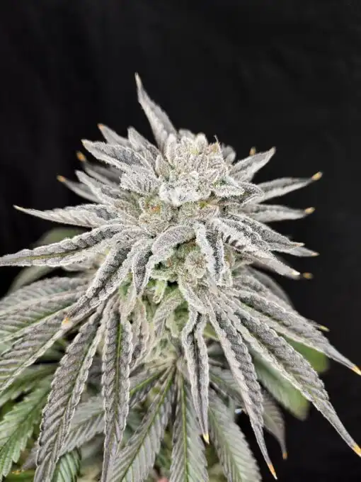 Pure Instinto – Yuzu Grape Kush x3 Fem + Freebie